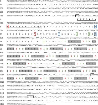 Identification, Characterization, and Expression of a PRQFVamide-Related Peptide in Cephalopod Sepiella japonica